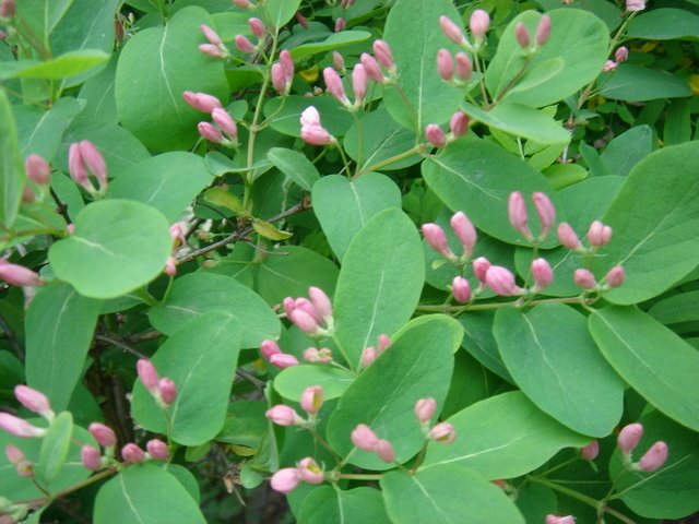 Lonicera x bella P1C